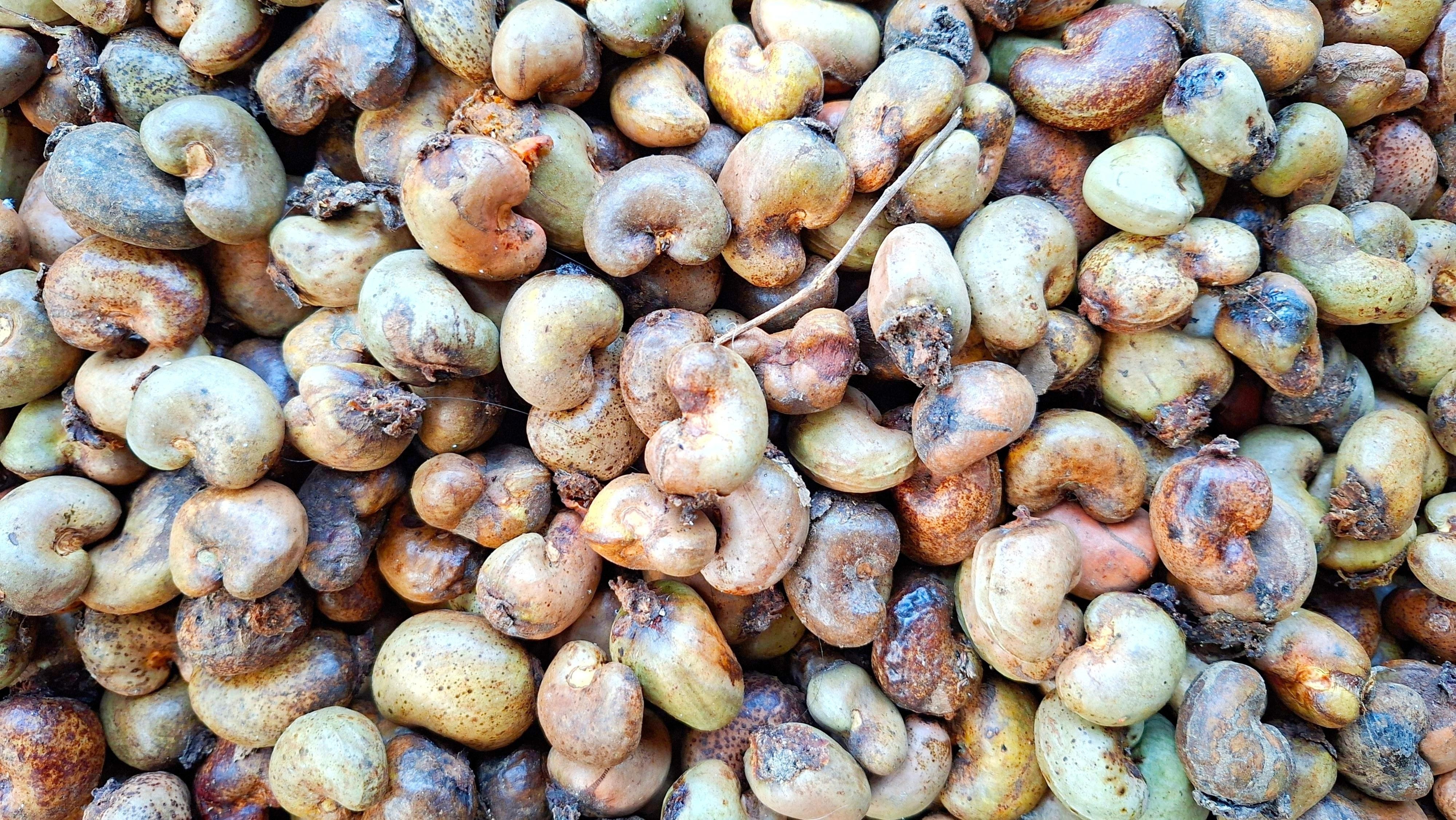 Gamma International Tanzania Ltd - Premium Agro-Commodity Exports